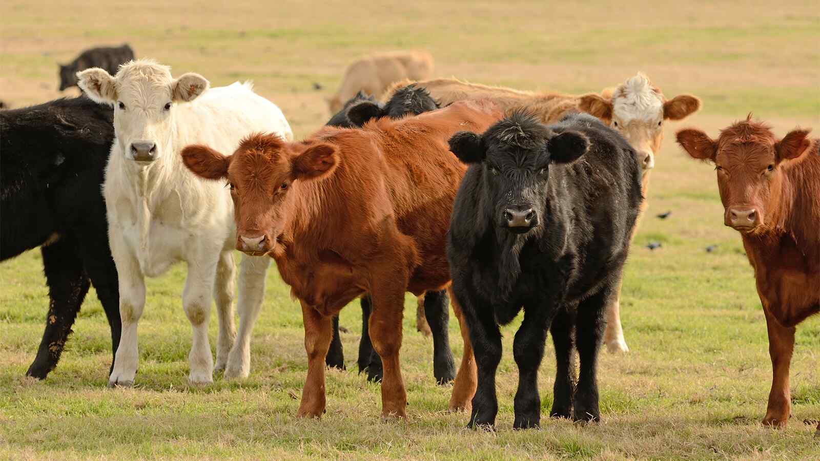 Animal Feed Animal Feed