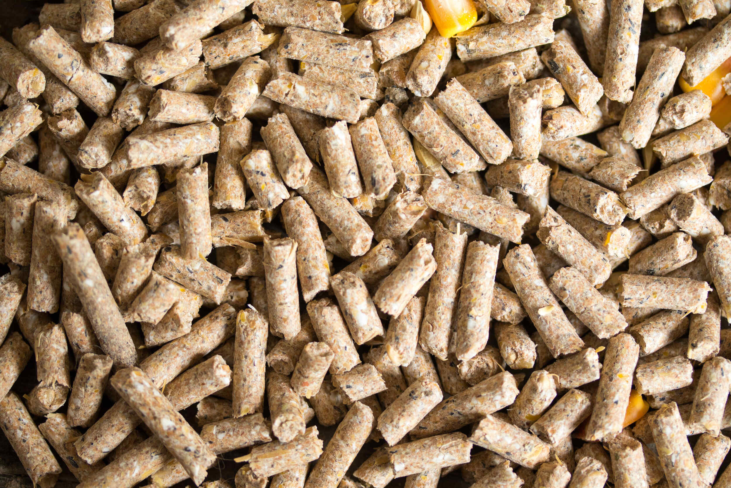 Animal Feed Animal Feed