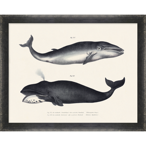 WHALES, MULTI SIZE