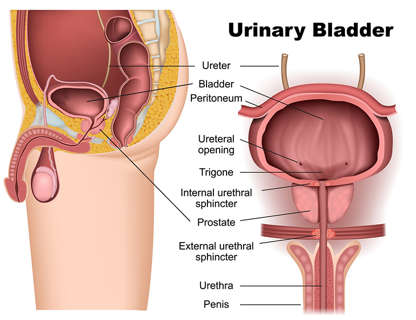 Urinary System