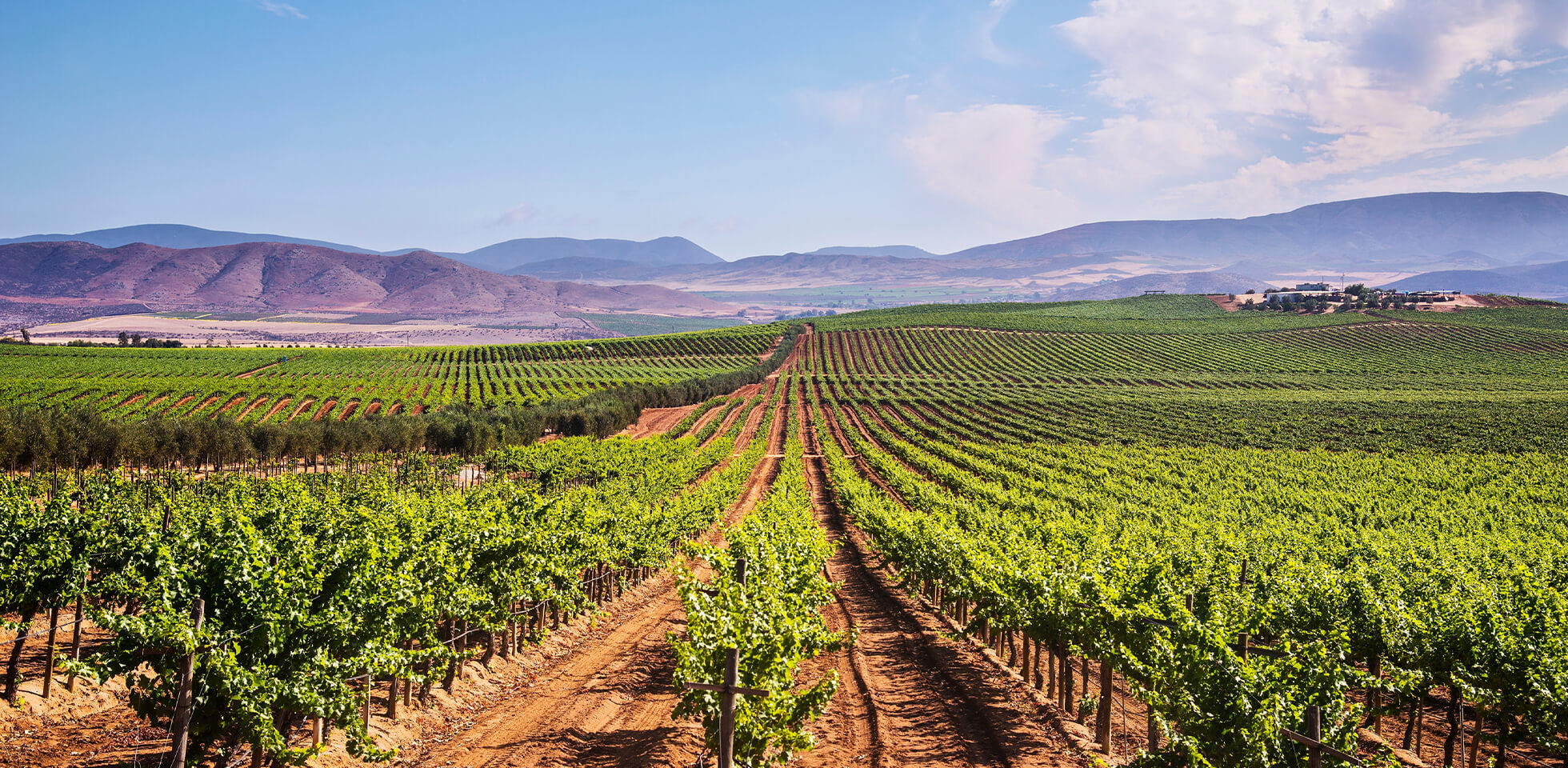 BAJA WINERY