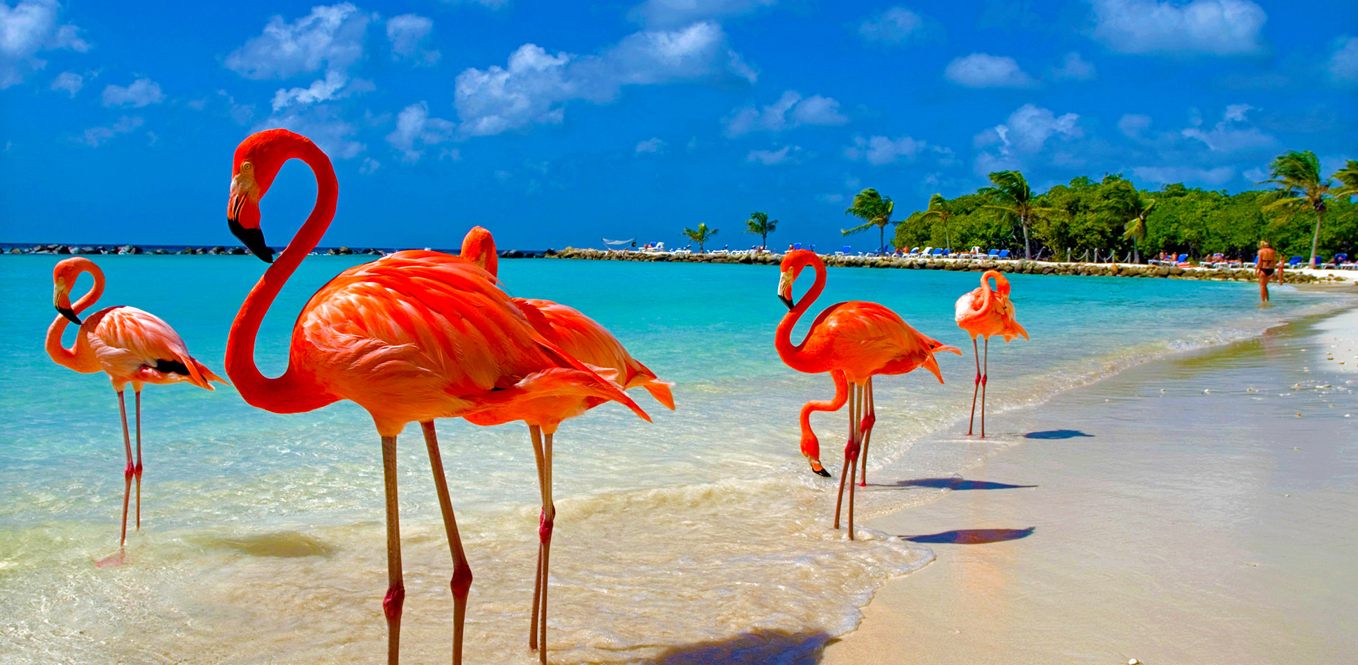 aruba flamingos - And Soak Up the Sunshine