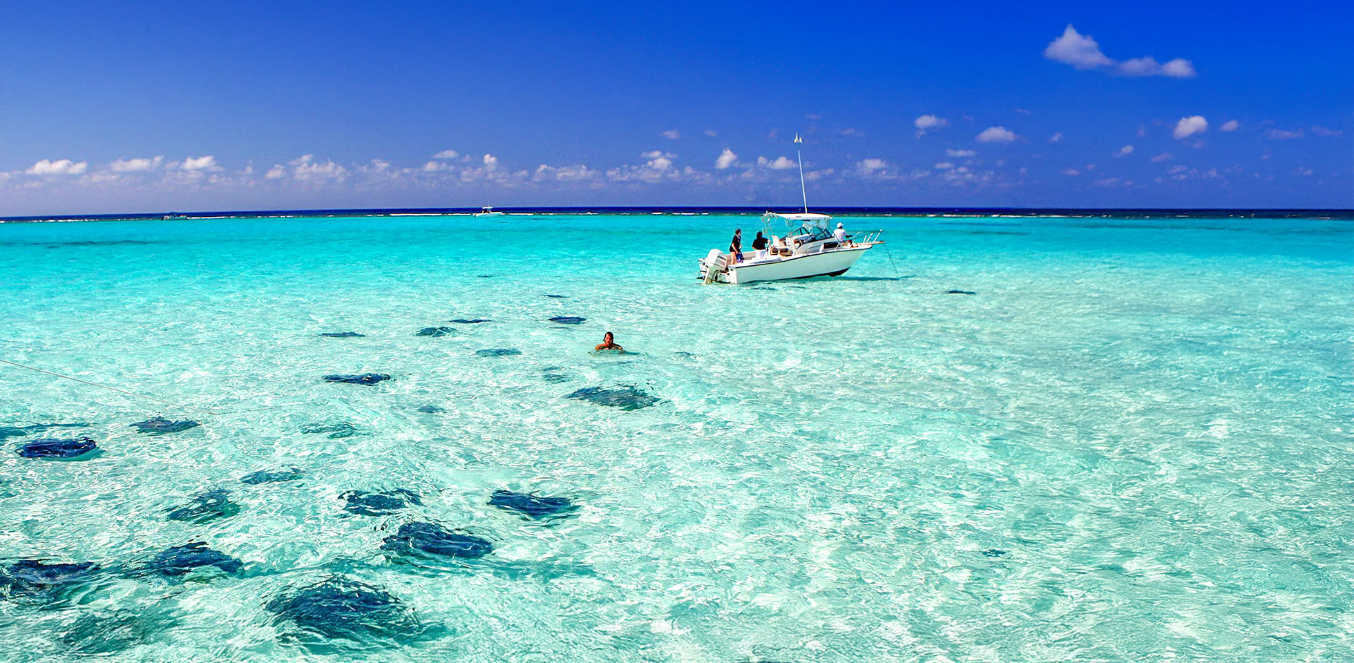 stingray