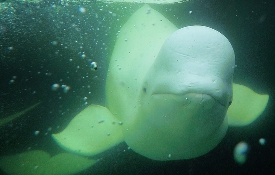 See curious beluga whales in the Churchill River.