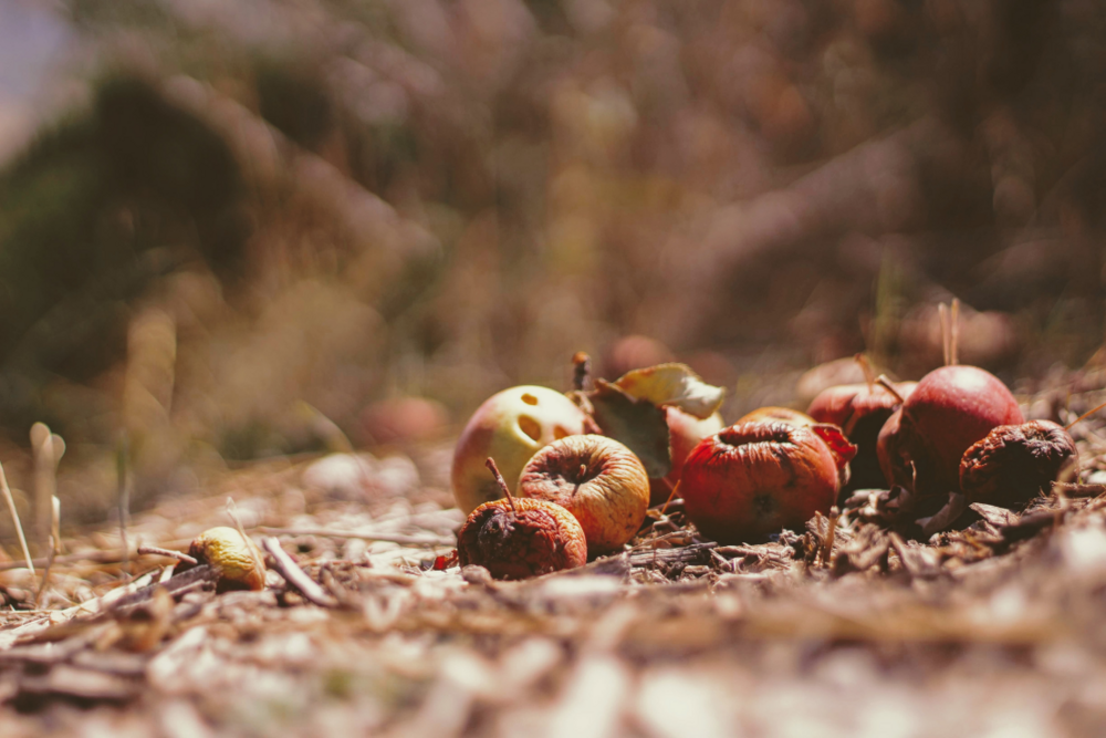 Food waste - rotting apples