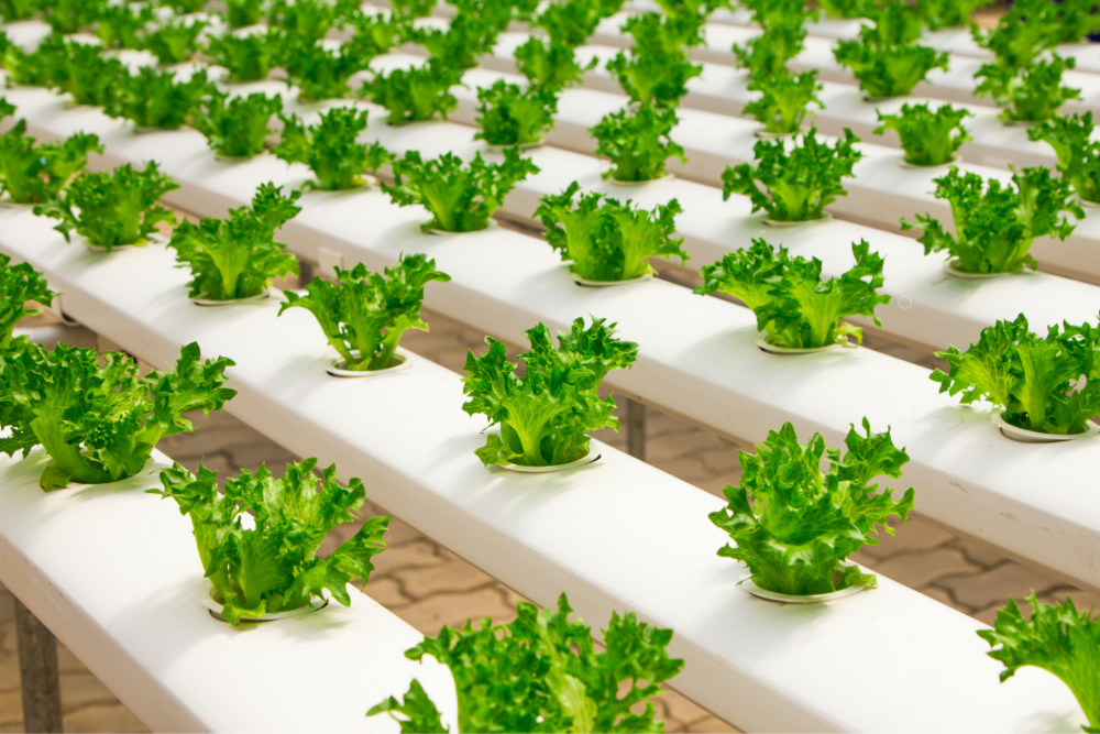 Sustainability, Food, Farm, Lettuce