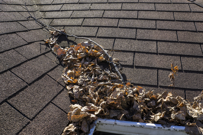 Leaves on roof