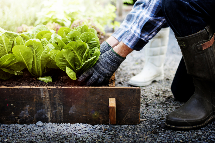 Planting lettuce in the backyard