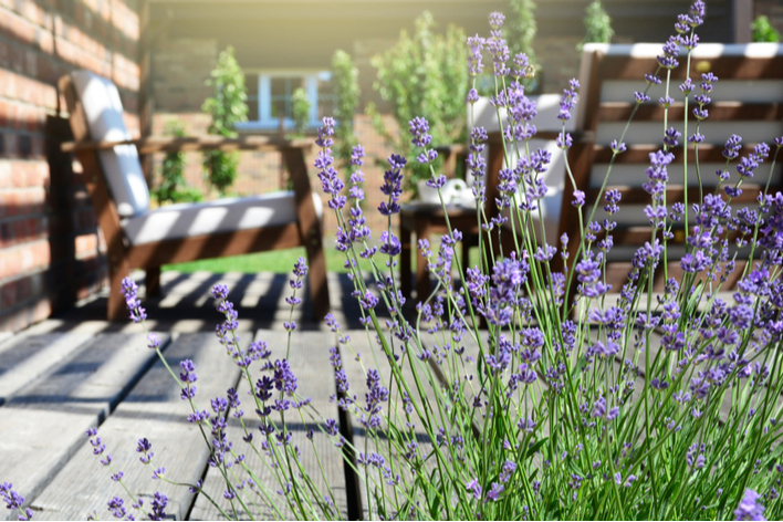 Lavender plant on a backyard patio