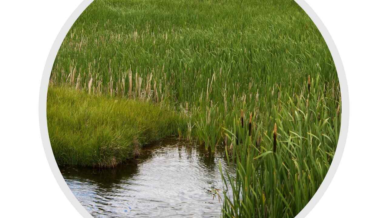 Pond with surrounding grass