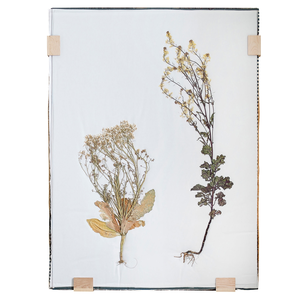 Eyck Herbarium 