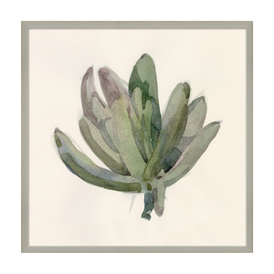 Succulent Study, By Barbara Barry 