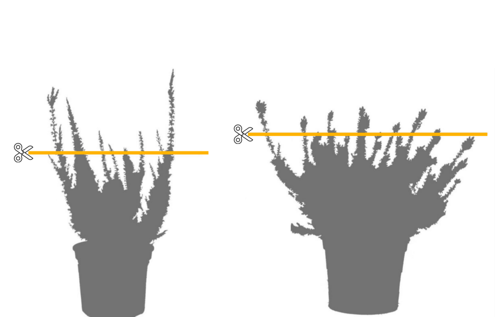 Calluna Trimming