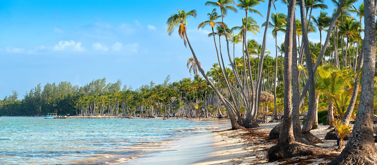 Palm trees leaning over a Caribbean beach on a Spanish immersion tour in the Dominican Republic.