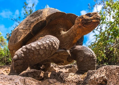 Walk among wild giant tortoises in the highlands of Santa Cruz Island and learn about this incredible species at the Charles Darwin Research Station