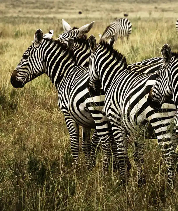 Six zebras seen on an EF tour to South Africa.