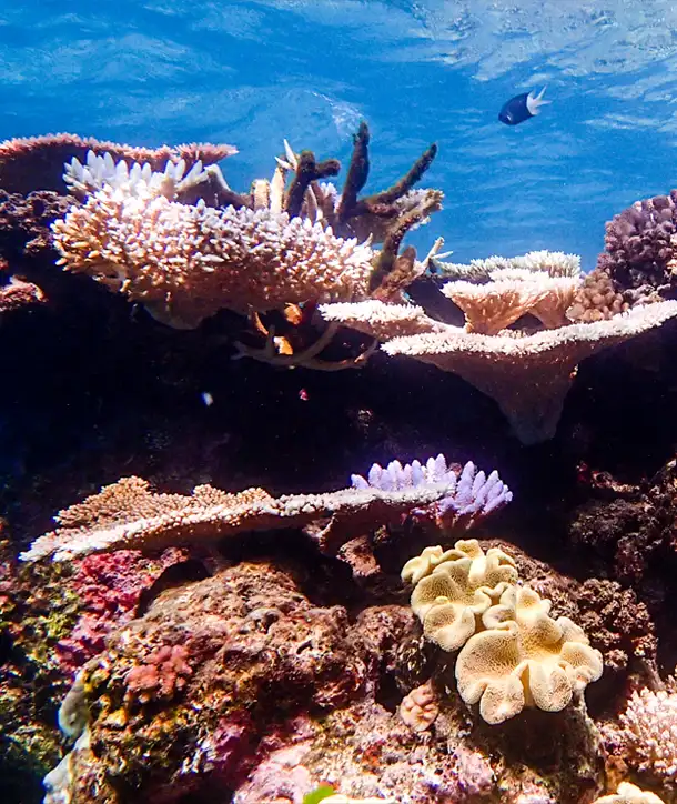 Underwater at an Australian coral reef.