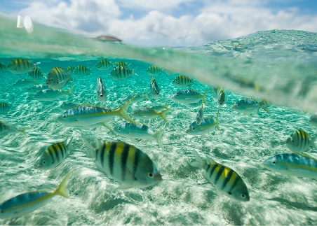 Travel by boat to the remote sandbar paradise of Cayo Arena and snorkel in its crystal-clear waters