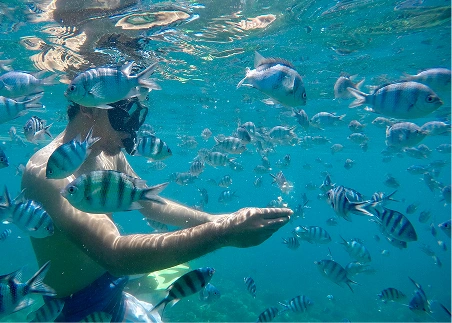 Swim alongside colorful marine life during a snorkeling excursion