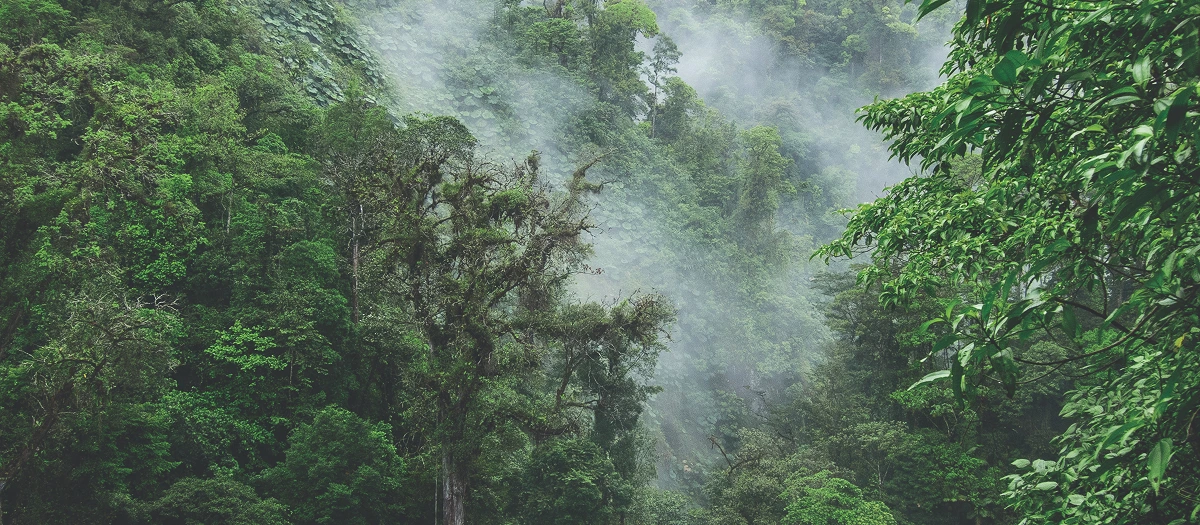Mist drifting through dense rainforest canopy on a Costa Rica language immersion tour.