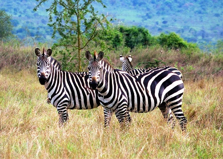 Embark on a guided game drive through the savannah grasslands to look for zebras, elephants, giraffes, and more