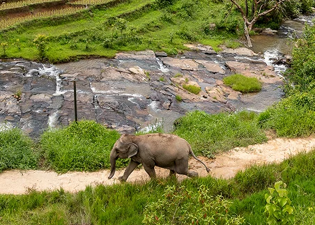 Support an ethical elephant sanctuary and explore elephants' significant role in Thai culture