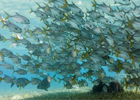 Snorkel along the longest barrier reef in the Western Hemisphere and learn how invasive species are affecting marine ecosystems near Tobacco Caye