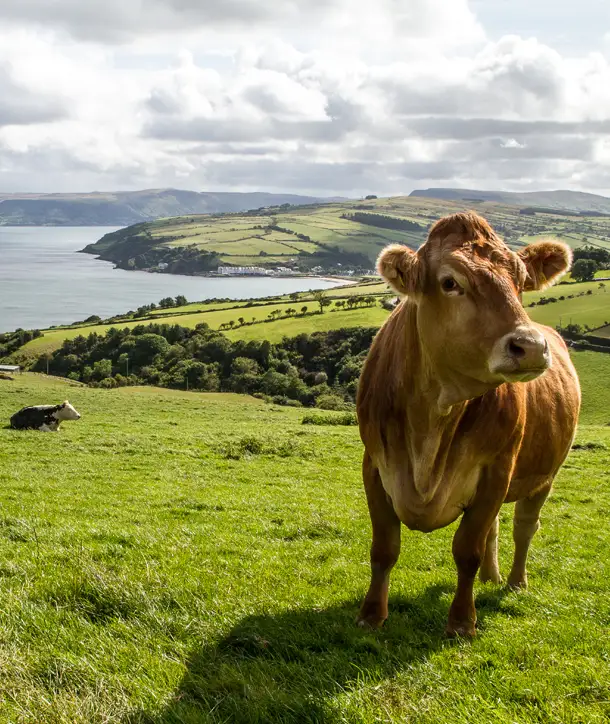 Cow up-close alongside the beautiful agriculture in Ireland on an EF Ireland farm tour.