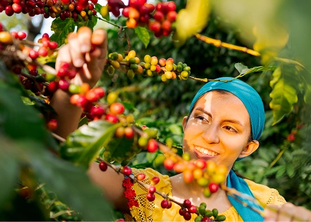 Discover coffee's essential role in Costa Rica's economy during a coffee farm tour, and explore the journey from bean to cup