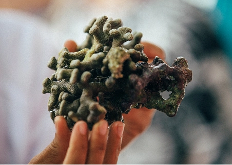 Work alongside local marine biologists to study and protect ocean ecosystems through hands-on conservation projects