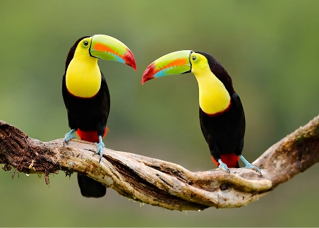 Spot remarkable birds, monkeys, and other wildlife along the jungle waterways of Tortuguero National Park