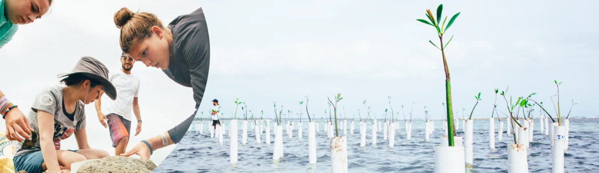 four responsible travelers planting mangroves