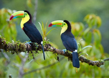 Explore local conservation efforts during a guided tour of the Toucan Rescue Ranch