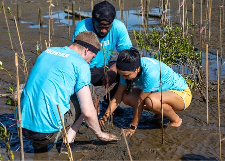 Work closely with local conservationists to harvest and plant mangrove propagules, exploring how restoration efforts support biodiversity