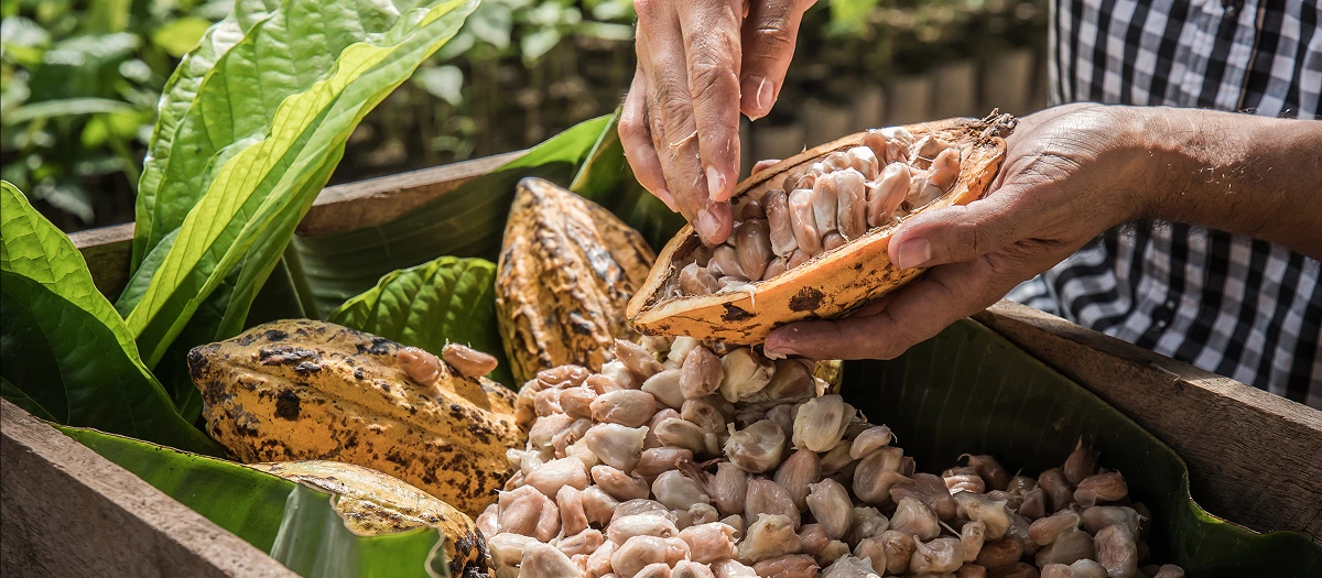 Hands holding cacao pods and beans on a STEM and agriculture tour in the Dominican Republic.
