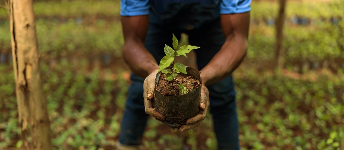 Hands cradling a young tree seedling for planting on an eco tour in the Dominican Republic.