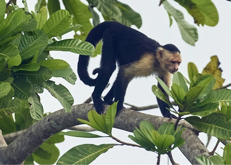 Enjoy a cruise on the scenic Gatun Lake and pass by Monkey Island