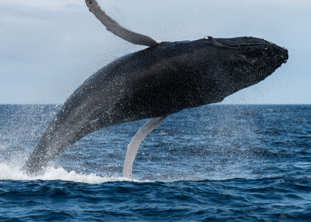 Take to the water on a whale-watching adventure and discover the science behind the Azores’ rich marine ecosystem