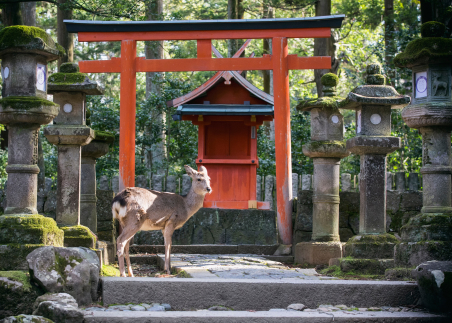 Explore Nara Park, one of Japan’s oldest green spaces and home to 1,200 sika deer