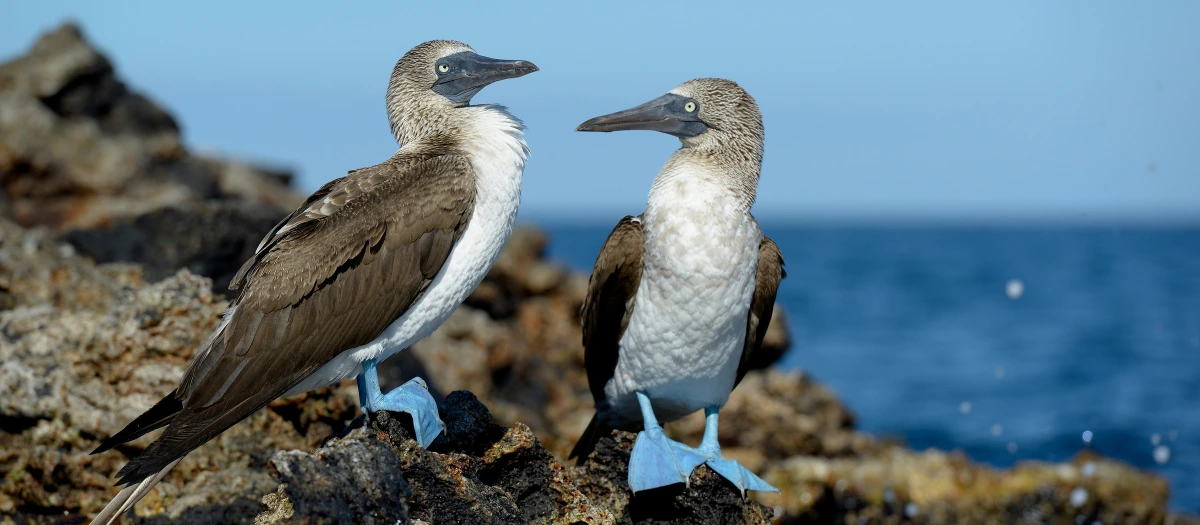 Blue-footed boobies on a rocky shore in the Galapagos Islands on Galapagos student tours.
