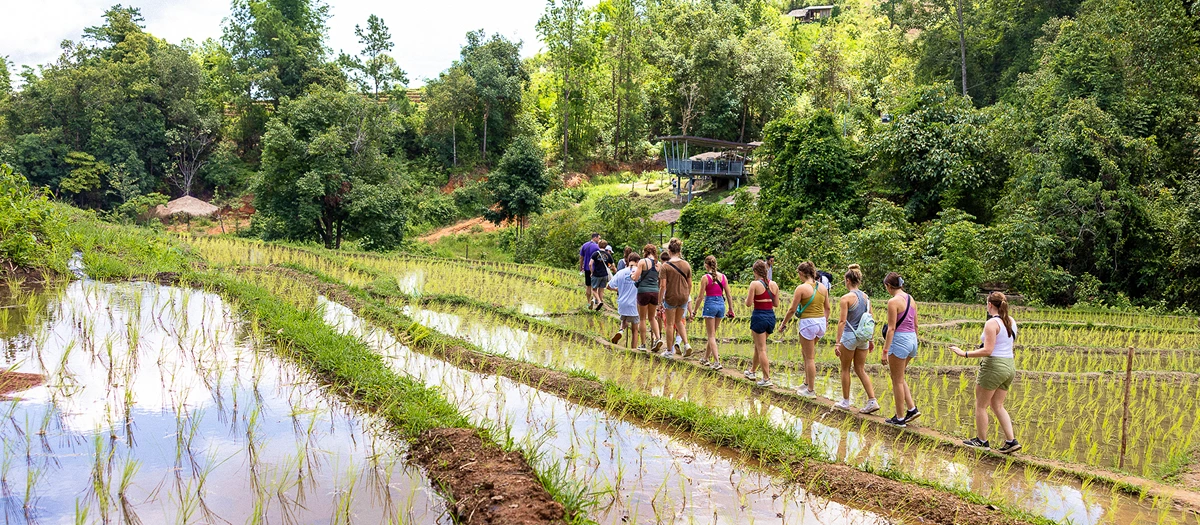 Students walking between flooded rice paddies in Thailand on a culture and service tour.
