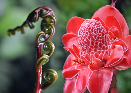 Learn about medicinal plants in the Amazon Rainforest from a local shaman at an ethnobotanical garden
