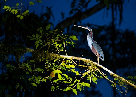 Venture into the Amazon after dark for a guided walking tour and look for animals that only come out at night