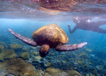 Discover marine biodiversity as you snorkel alongside sea turtles, penguins, and sea lions in pristine waters