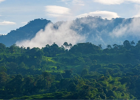 Hike through the Mindo Cloud Forest and discover its extraordinary biodiversity