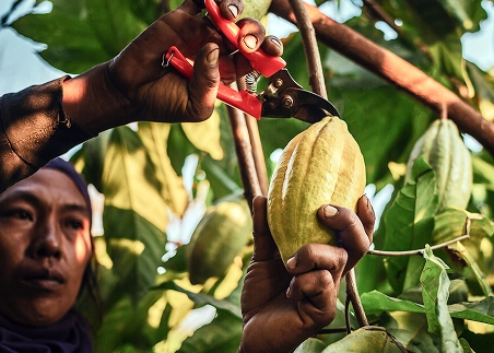 Learn about fair trade and sustainable farming practices at banana, coffee, and pineapple farms