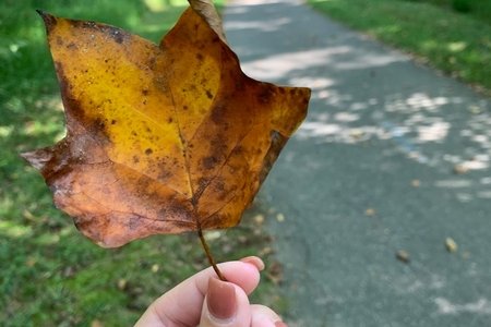 fall leaf in hand