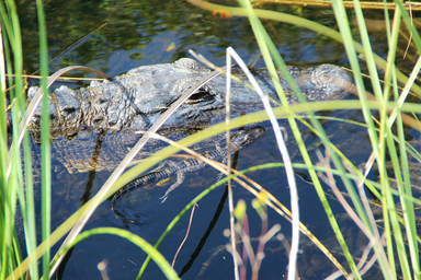 alligator in water
