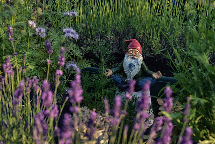 gnome meditating by lavender