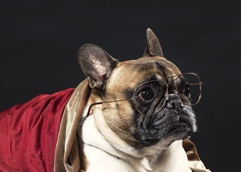 A dog wearing a costume with glasses